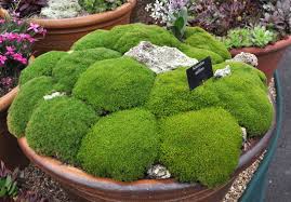 Scleranthus Uniflorus Mm A L Ombre Aux Pieds Des Fougeres Moss Garden Rock Garden Container Gardening