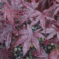 We did not find results for: Buy Acer Palmatum Emperor 1 Wolff Online Bamboo Pipeline