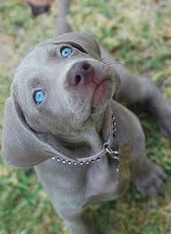 Gray Dog Blue Eyes Beautiful Sevimli Hayvan Yavrulari Hayvan Yavrulari Hayvan