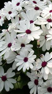 The best quality and size only with us! 8360 Flower Wallpaper Iphone Android Iphone Hd Wallpaper Background Download Hd Wallpapers Desktop Background Android Iphone 1080p 4k 1080x1920 2021