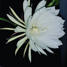 images?q=tbn:ANd9GcTRo6Hf_dI8JyLTP_Eebgu