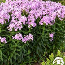 In contrast, woodland phlox prefers partial shade and spreads slowly. Luminary Opalescence Tall Garden Phlox Phlox Paniculata Proven Winners