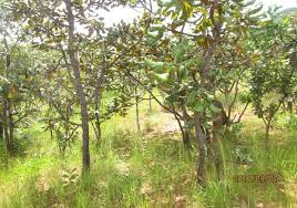 Image result for Satyrium sphaeranthum