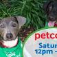 DOG Adoption Event at Petco in Bailey's Crossroads event image