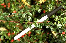 Image result for Cotoneaster microphyllus