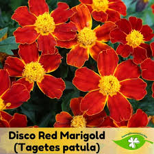Image result for Tagetes patula