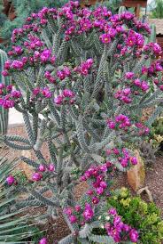 The Cyprus Cactus And Succulent Botanical Garden Nicosia Winterharte Kakteen Kaktus Und Wustenpflanzen