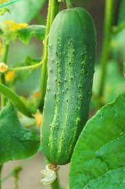 3 Great Cucumber Plants To Grow This Year For Eating Or Pickling In 2021 Growing Cucumbers Cucumber Plant Home Grown Vegetables