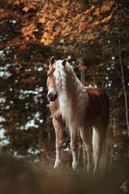 Flexibel disponieren wir flott um. Haflinger Mandu Autumn Leaves Herbstfarben Herbstshooting Pferdefotografie Autumn Shootin Pferde Fotografie Pferdefotografie Pferde Hintergrundbilder