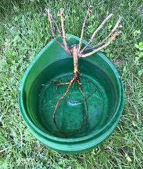 Heirloom roses does no budding or grafting at our nursery. How To Plant Roses Planting Bare Root Roses And Shrub Roses