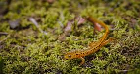 Amphibian Diversity & Biogeography Workshop