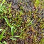 Image result for Murdannia semiteres