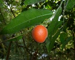 Image result for Drypetes gerrardii