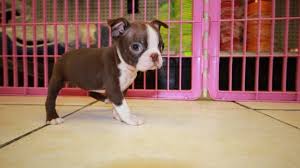 I need a boston terrier puppy asap! Puppies For Sale Local Breeders Rare Red Boston Terrier Puppies For Sale In Georgia At Puppies For Sale Local Breeders