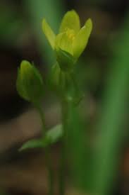 Image result for Sebaea junodii