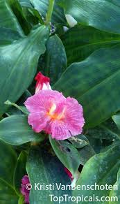 Image result for Costus