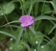 Image result for Agrostemma githago