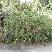 Image result for Aloysia