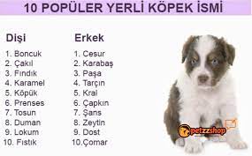 en cok tercih edilen kopek isimleri disi erkek petzz blog