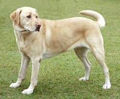 But, as a mixed breed, it's impossible to accurately predict the traits your puppy will have until it arrives. Labrador Retriever Wikipedia