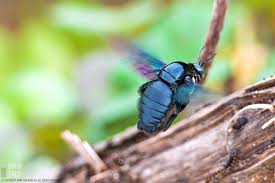 Check spelling or type a new query. Irvin Tmd Photography Carpenter Bee Hovering Above Its Spot Do You Remember Coming Across One Of These It Is A Carpenter Bee And Is About The Length Of The Average House