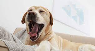 Dog Yawning What Do Dogs Yawns Mean And How Many Is Excessive