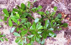 Image result for Terminalia neotaliala