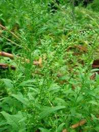 Image result for Dysphania procera