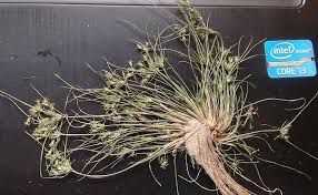 Image result for Fimbristylis squarrosa