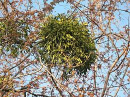 Image result for Viscum obscurum