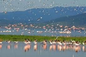 Lake Nakuru In Kenya Ozero Nakuru V Kenii Africa Travel Natural Landmarks Travel