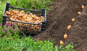 La végétation est favorisée par des températures élevées et des jours longs. Planter Les Pommes De Terre Avec La Lune En 7 Etapes Detente Jardin