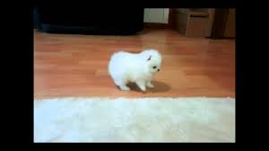 We did not find results for: My Cutest Pure White Tea Cup Pomeranian Puppy Doing Funny In My House Youtube