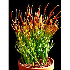 A christmas cactus is a safe plant to have toads are poisonous to dogs. Fire Sticks Pencil Cactus Euphorbia Easy To Grow 6 Pot Walmart Com Walmart Com