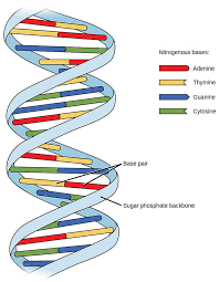 This is just a matter of which way you make. Explain The Double Helix Structure Of A Dna Molecu Class 11 Biology Cbse