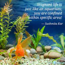 If only i could live in an aquarium. aquarium quotes images. Best Aquarium Quotes Status Shayari Poetry Thoughts Yourquote