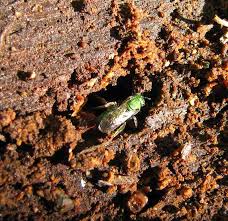 Will acurite a smoker hive. Native Bees Natural And Agricultural Observations In Around Hawthorne Valley