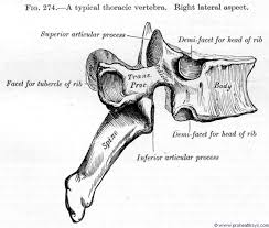The thoracic spinal vertebrae consist of 12 total vertebrae and are located between the cervical the second thoracic vertebra, or t2, is located directly below the first thoracic vertebra (t1). Thoracic Vertebra Prohealthsys