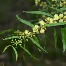 Image result for Acacia lasiopetala