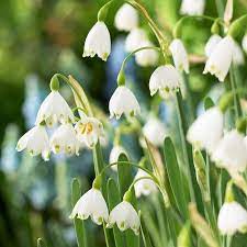 Giant Snowdrops Bulb Flowers Fall Flowers Spring Flowering Bulbs
