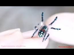 The brazilian whiteknee tarantula (acanthoscurria geniculata) is a species of tarantula from brazil that is commonly kept as a pet. Typhochlaena Seladonia Brazilian Jewelled Tarantula Update And Handling Youtube