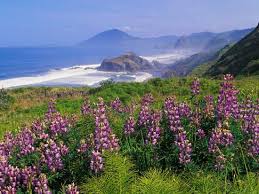 Maybe you would like to learn more about one of these? Lupine Flowers And Rugged Coastline Along Southern Oregon Usa Photographic Print Adam Jones Art Com