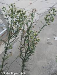 Image result for Erigeron bonariensis