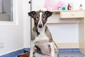 Pencil cactus is a tall succulent with long, spindly branches. Dog Condition Type Integumentary