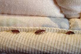 Best bed bugs pest control service dhaka bangladesh & money back guaranteed call us today! Jyoti Pest Control Services Pest Control Services In Nashik