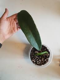 The hoya family has endless varieties, each having different leaves and flowers. Look At That Huge Leaf Hoya Meliflua Ssp Fraterna Hoyas