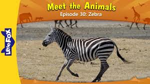 Meet The Animals 30 Zebra Level 2 By Little Fox Animals For Kids Endangered Animals Zebra