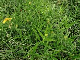 Image result for Pascalia glauca