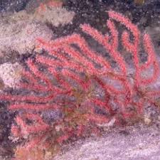 Image result for Moraea clavata