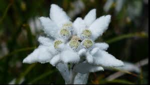 See more ideas about edelweiss flower, edelweiss, edelweiss tattoo. Floarea De ColÅ£ Si A FÄcut Un Ceai Din Floarea De ColÅ£ Si L A BÄut Soc Ce I S A Intamplat